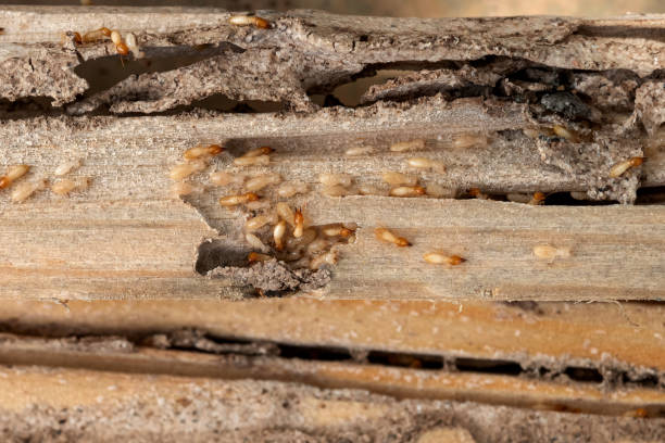 Best Termite Control Services  in Hiram, OH